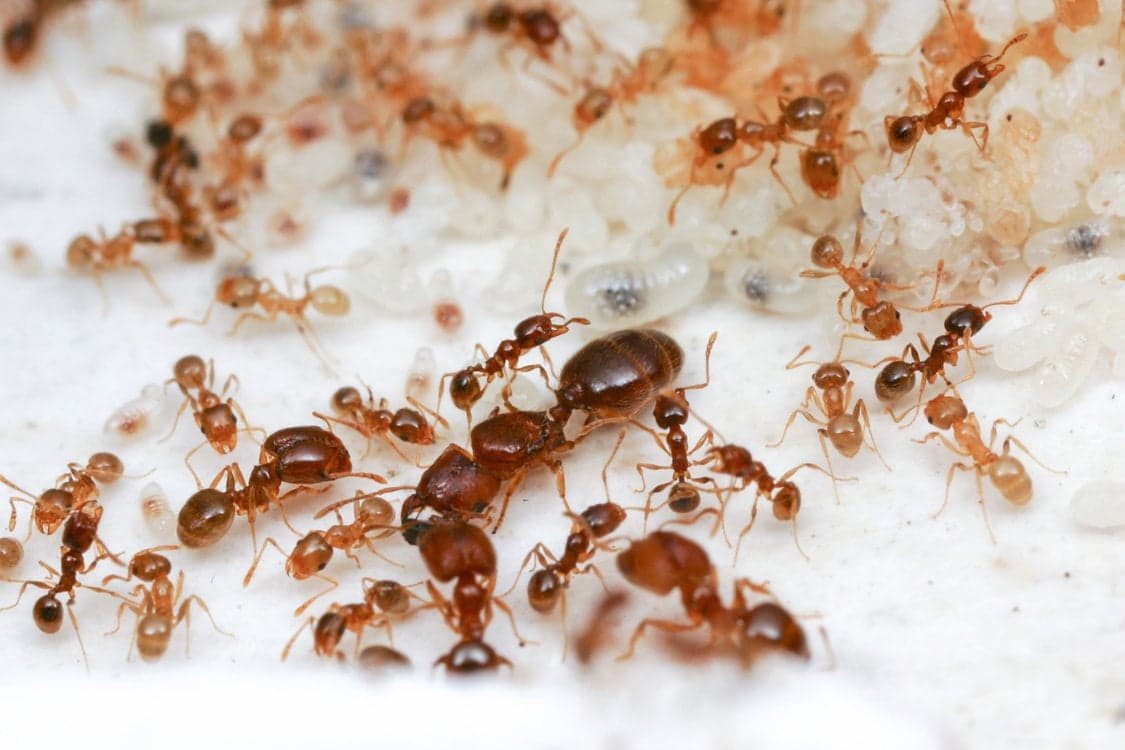 Professional pest control technician handling ant treatment