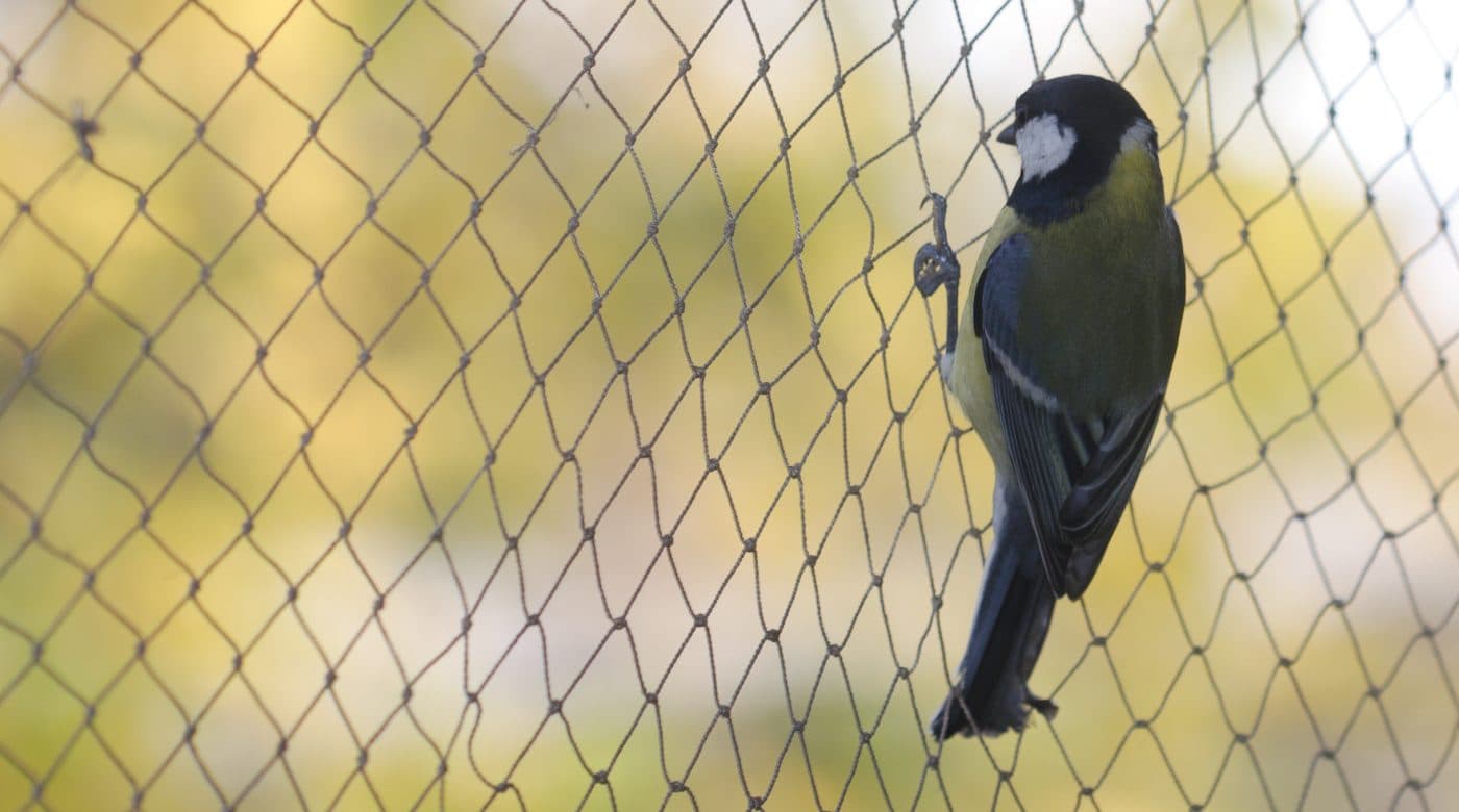 Bird Netting Installation