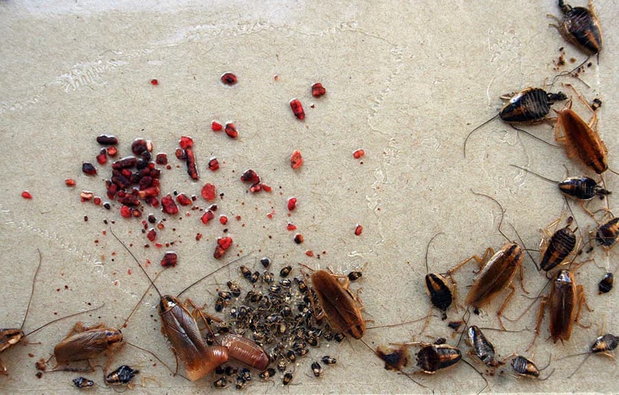 Cockroach Control Treatments
