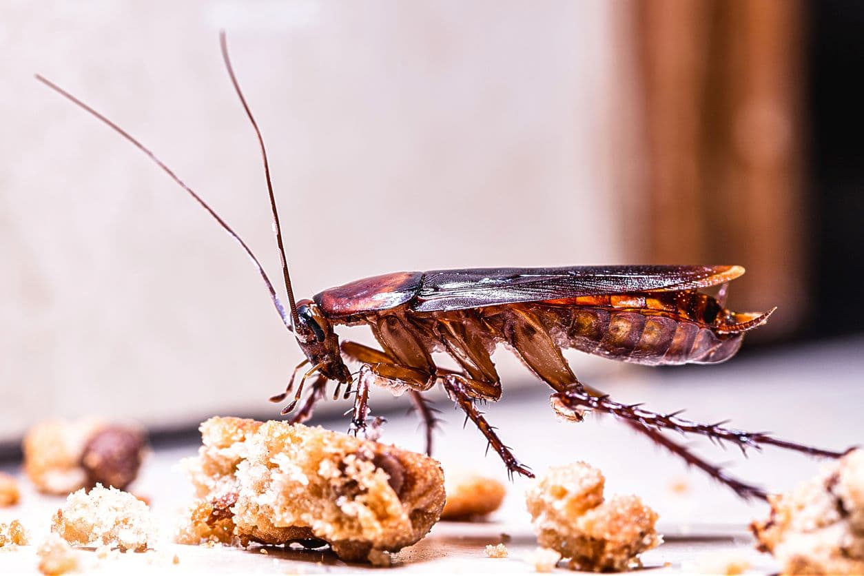 Commercial Cockroach Solutions