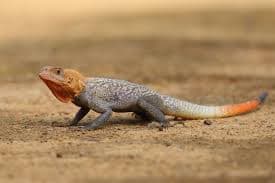 Agamas