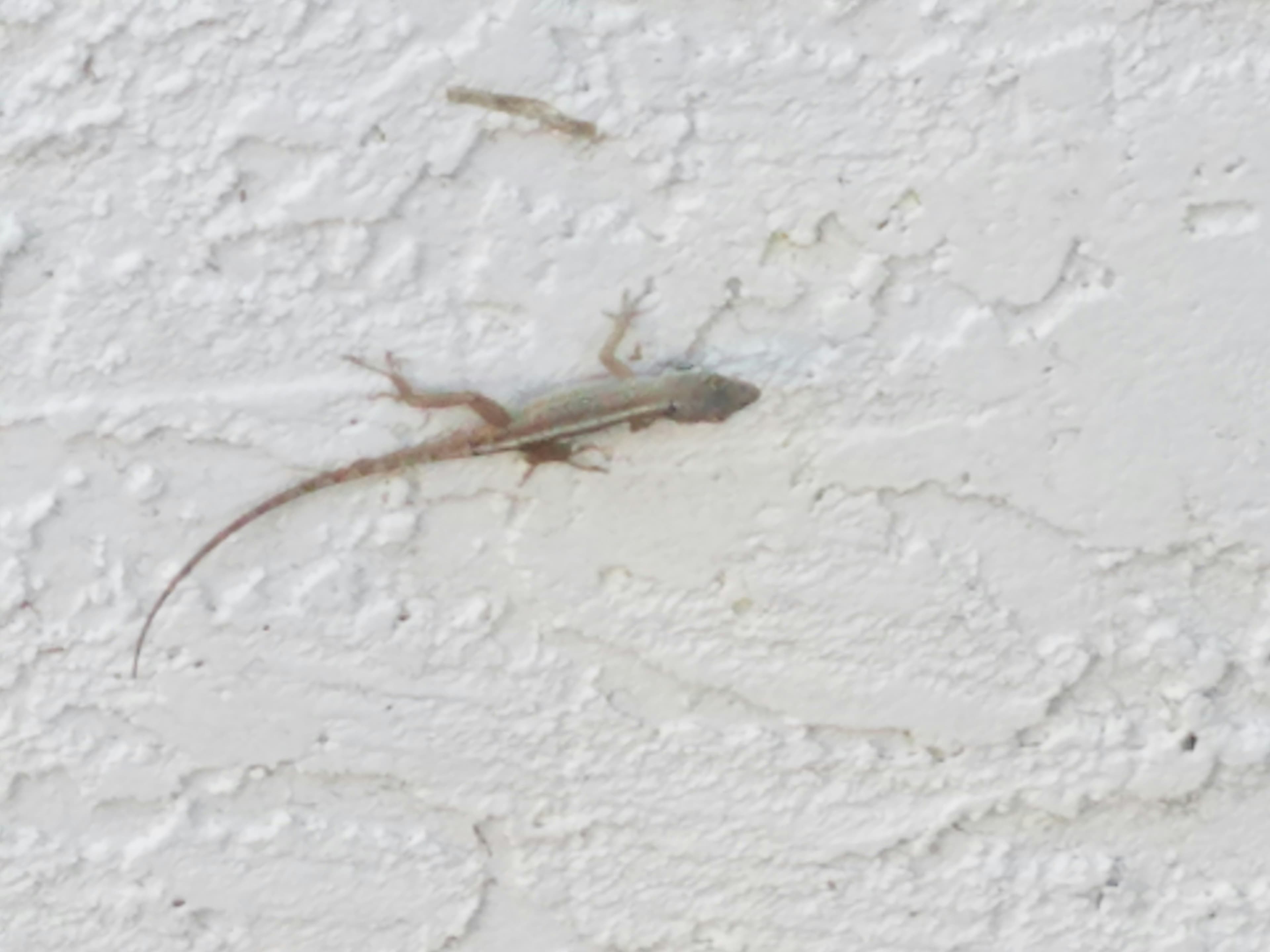 Commercial Lizard Control