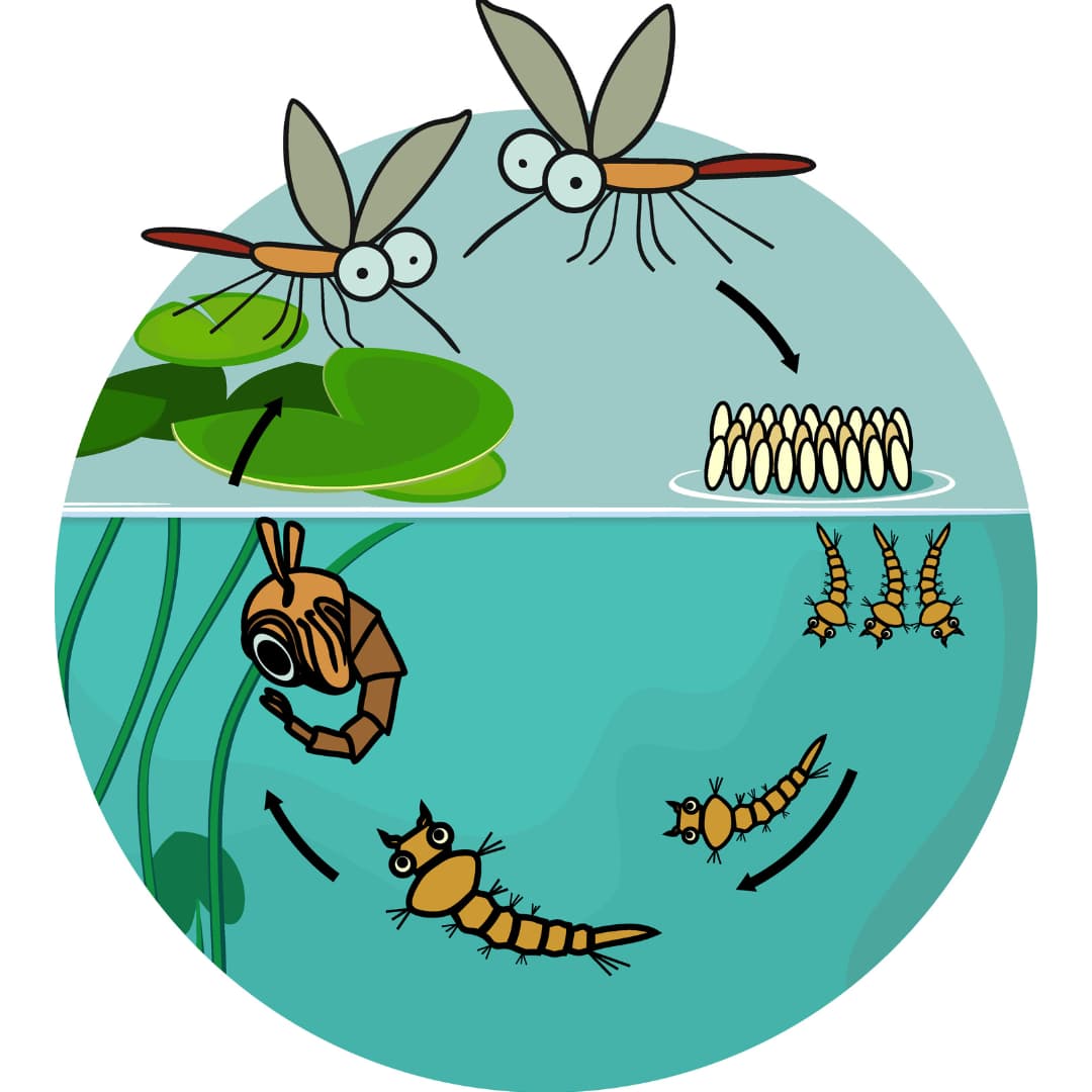 Mosquito Management Program illustration