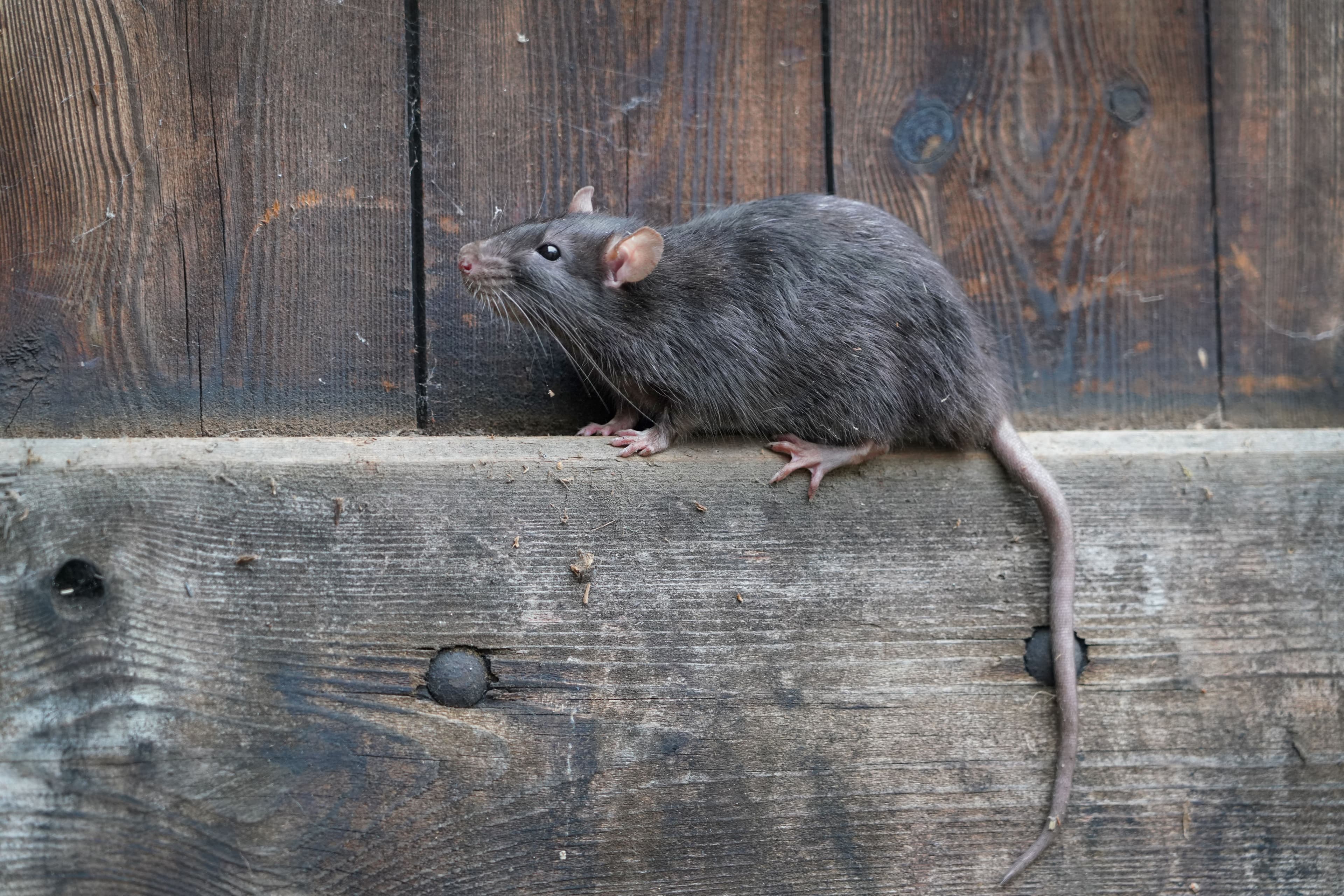 Professional rodent pest control service in Dubai