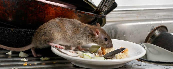 Rodent Control & Proofing