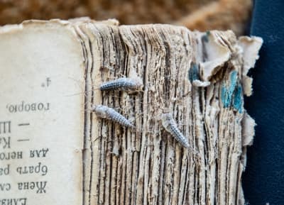 Paper, Books & Fabric Protection