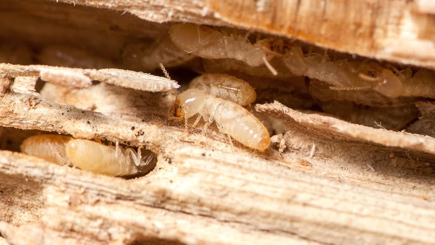 Drywood Termites
