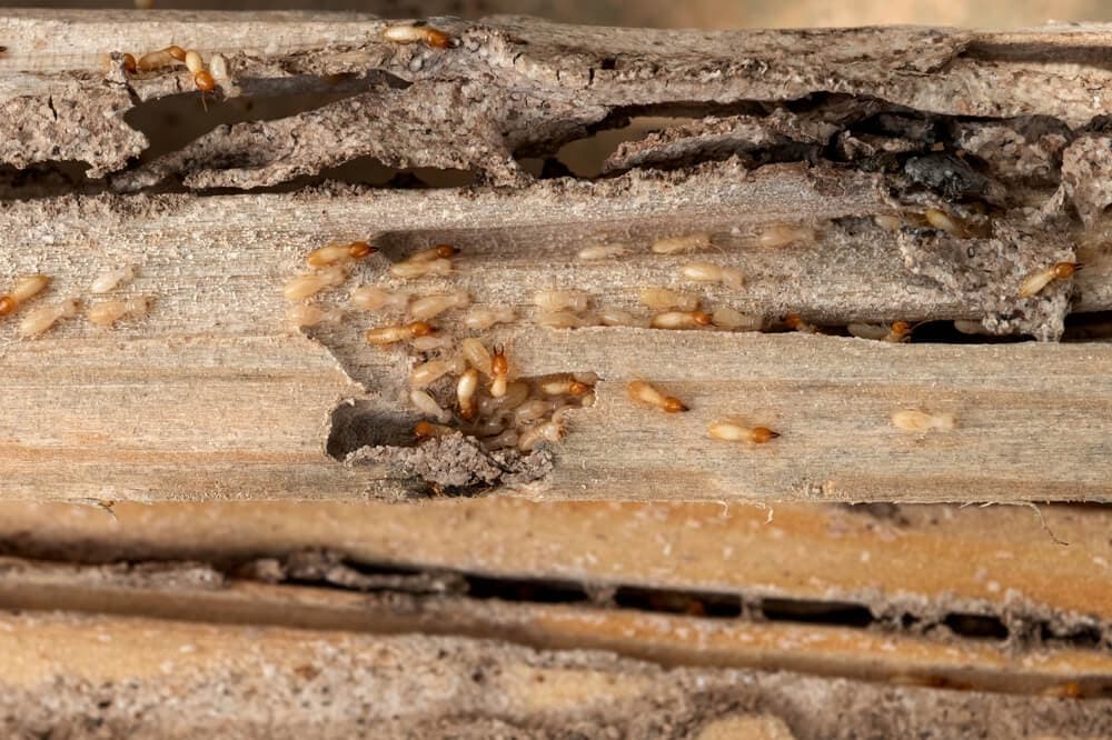 Termite Prevention Tips