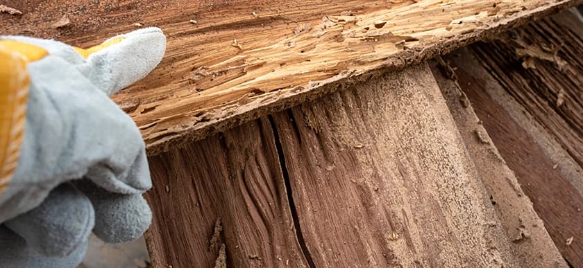 Termite Inspection & Detection