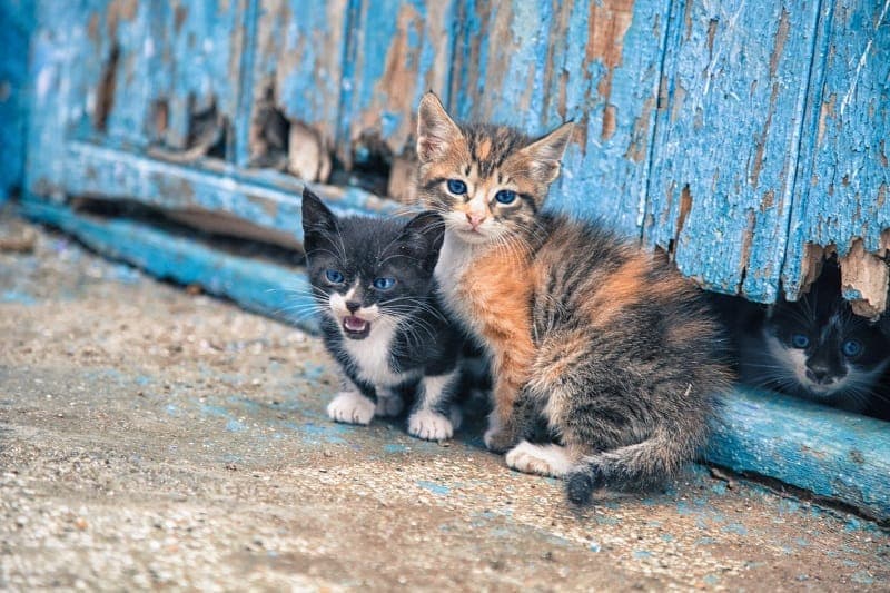 Stray Cat Control
