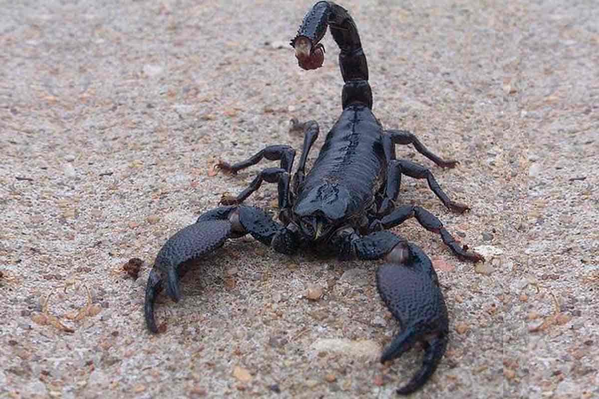 Scorpion Control