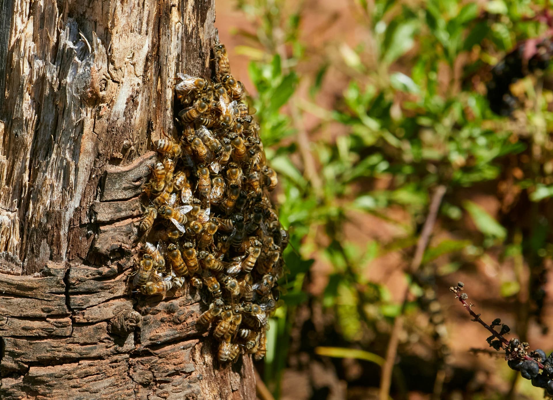 Bee Prevention Services