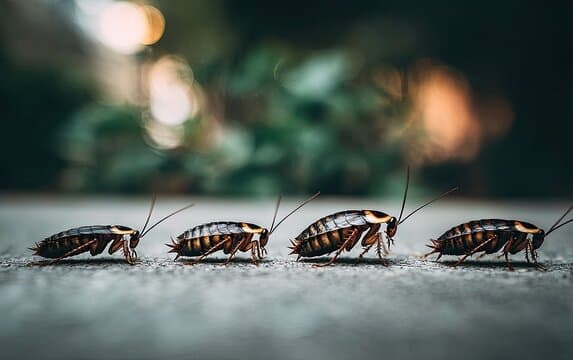 Crawling Insects