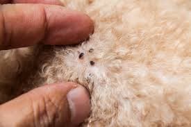 Flea Prevention Services