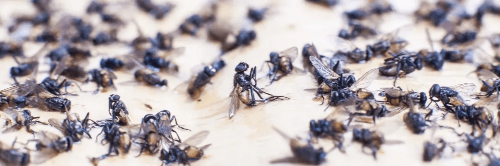 Emergency Fly Control