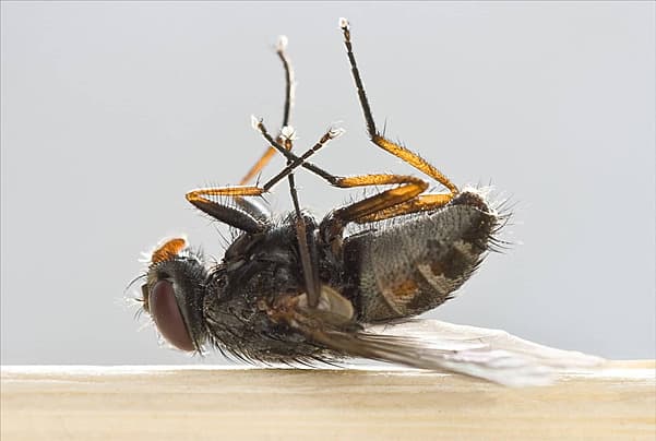 Fly Species Control