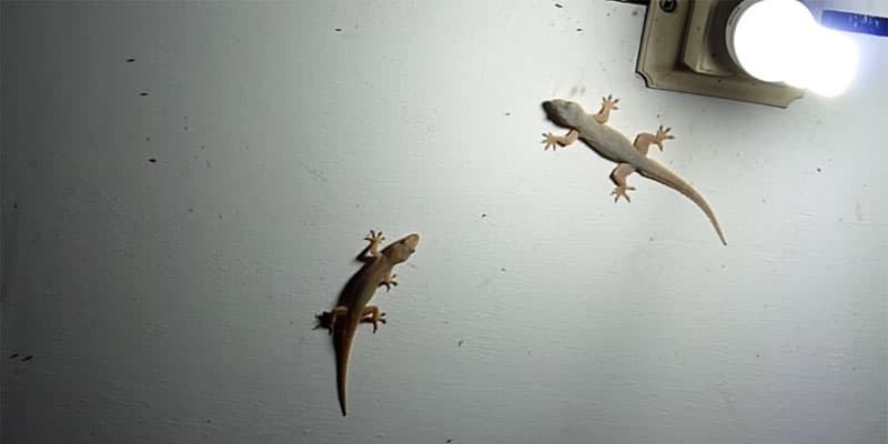 House Lizard Infestation Control