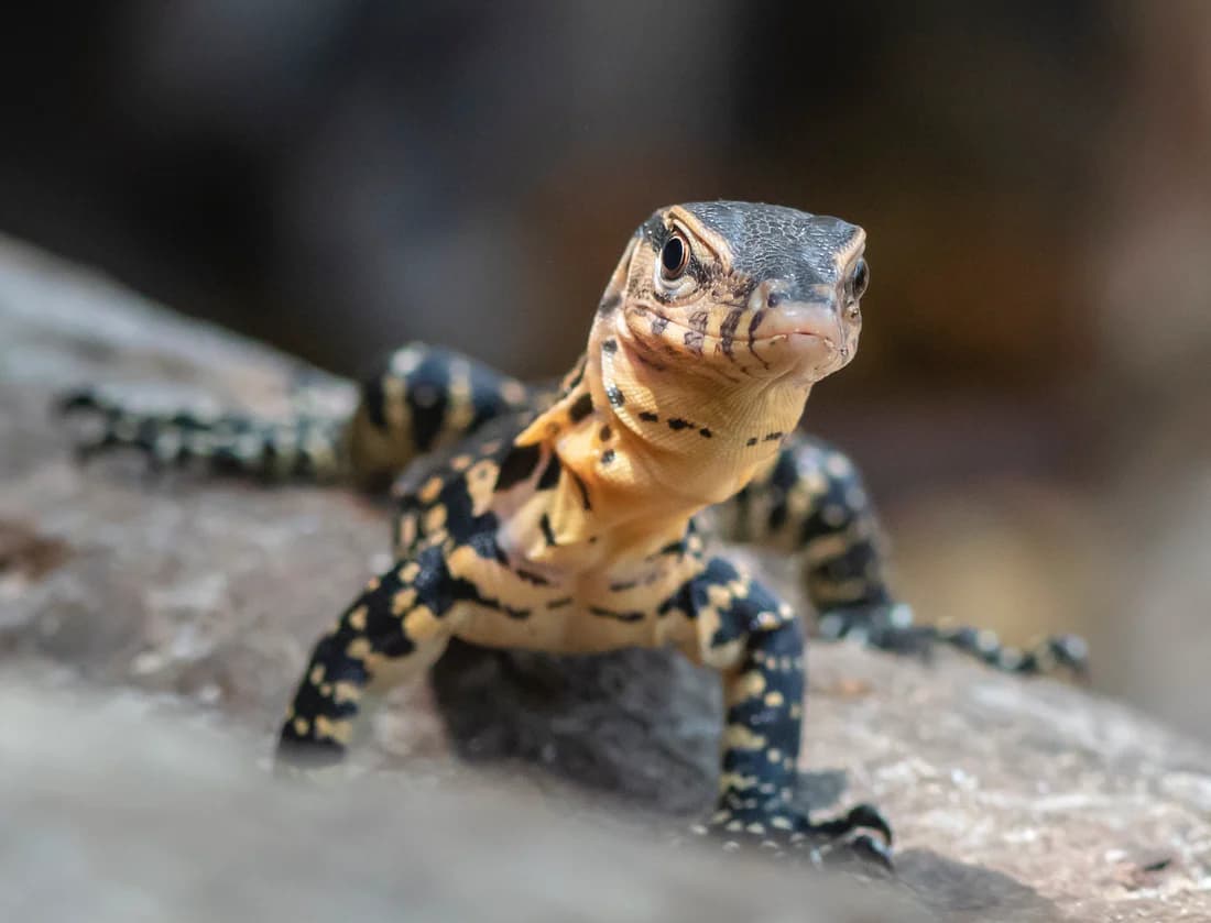 Monitor Lizards