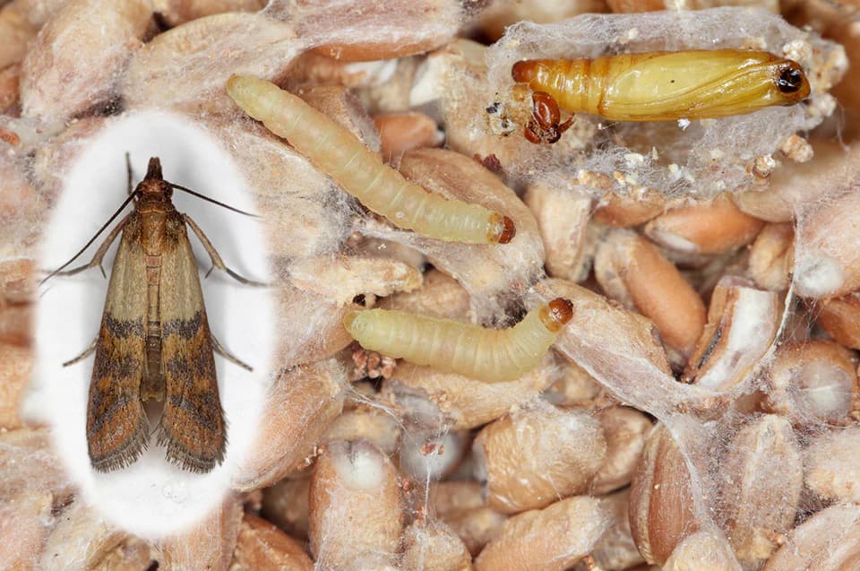 Moth Infestation Control
