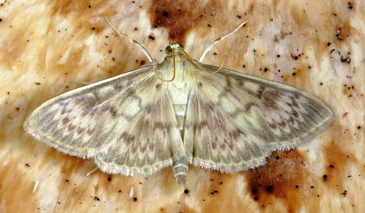 Residential Moth Control