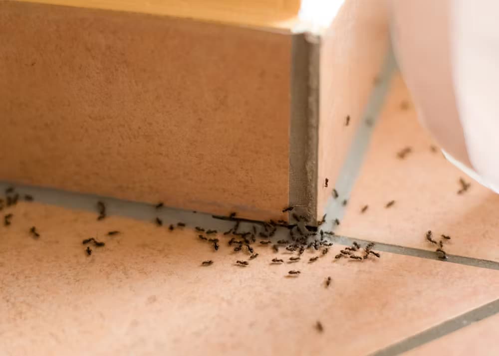 Indoor Ant Removal