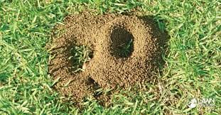 Outdoor Nest Destruction