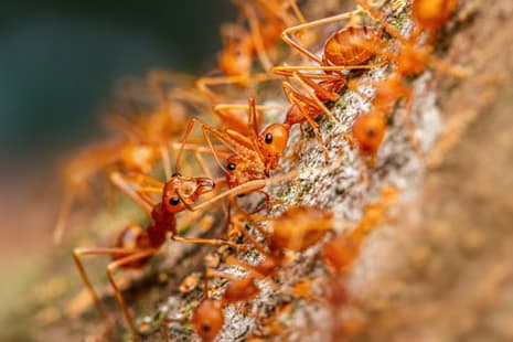 Reliable Ant Solutions