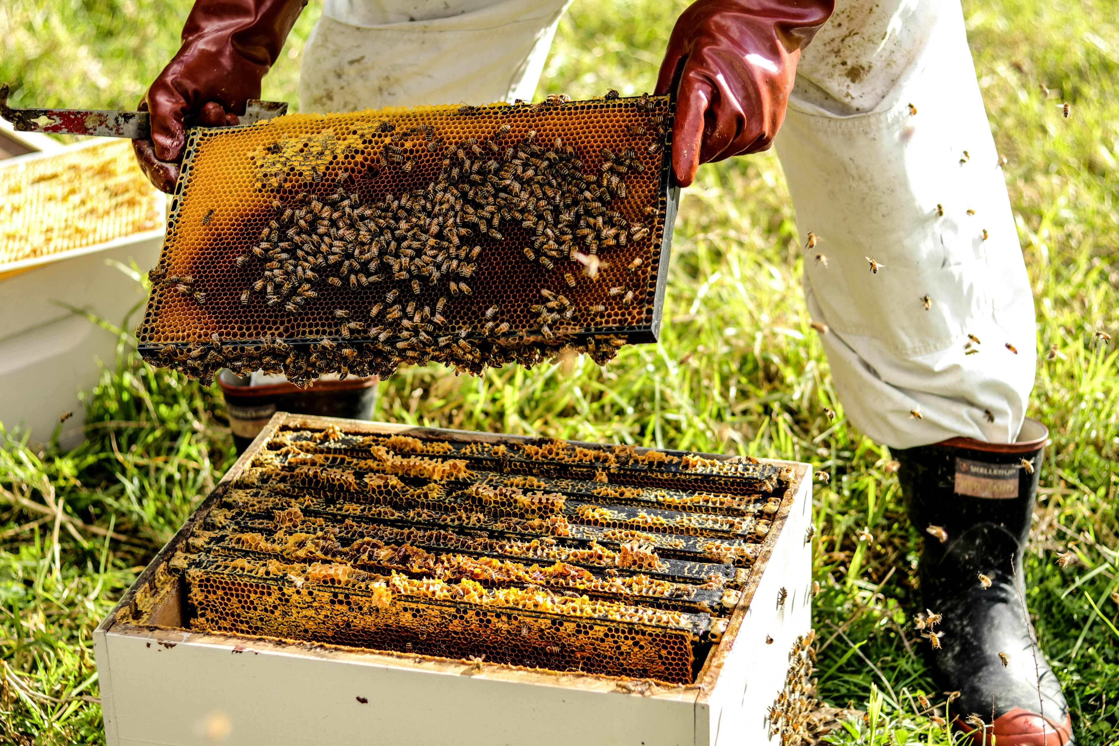 Hive Removal Services