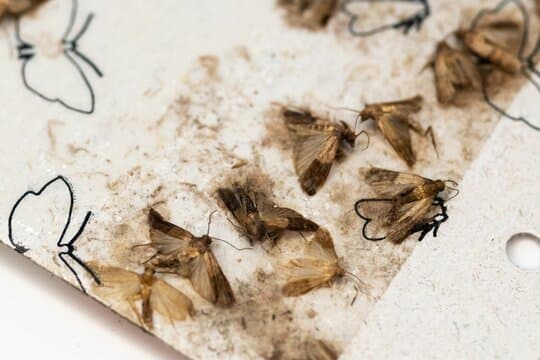 Moth Prevention & Monitoring Programs