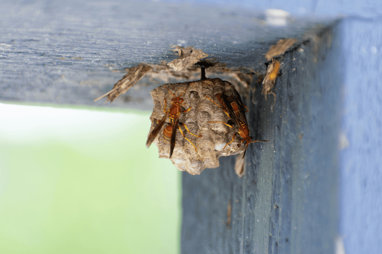 Residential Wasp Control Services