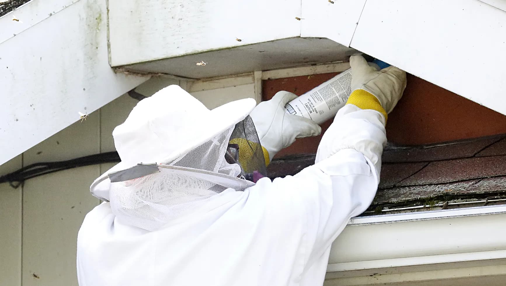 Wasp Prevention & Nest Proofing