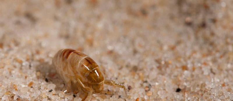 Flea Infestation Control