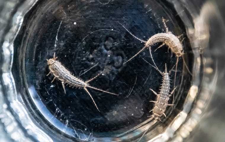 Silverfish Infestation Control