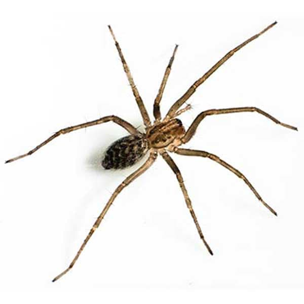 Spiders Pest Control - Professional Pest Control