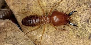 Dampwood Termites