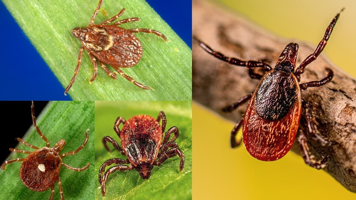 Tick Inspection & Identification